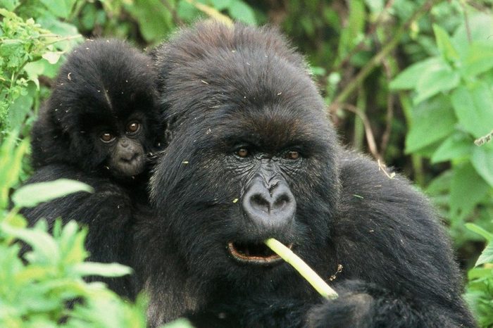 3 Days Rwanda Gorilla trekking tour